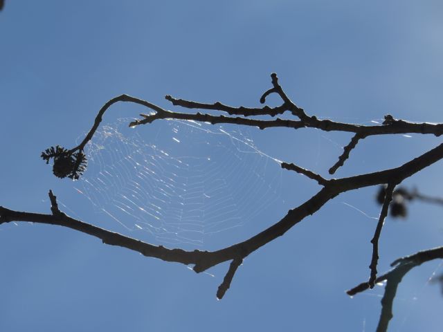 8. spiders web