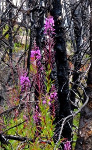 flowering fireweed