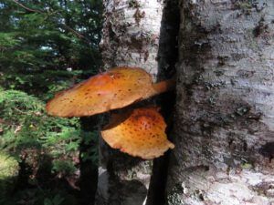3. mushrooms a