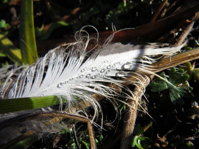 4. feather