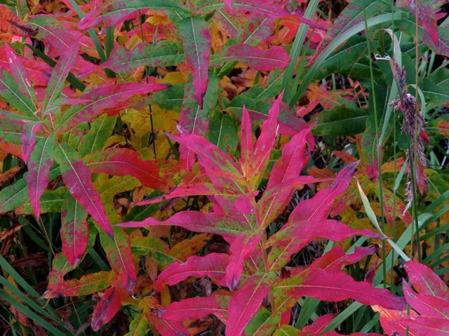 red fireweed leaves