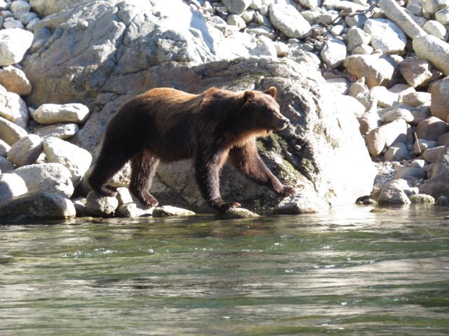 grizzly bear on the Atnarko