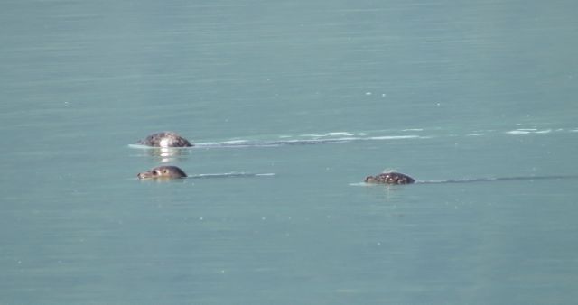 harbour seals