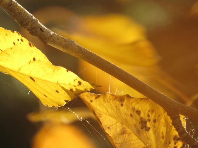 3. leaf detail