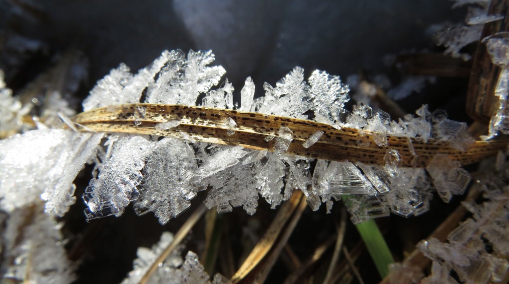 2 frost crystalsIMG_5536