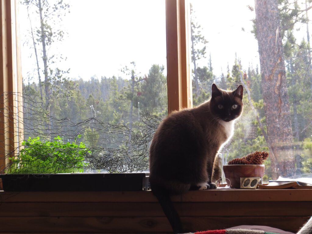 Ruby at the window