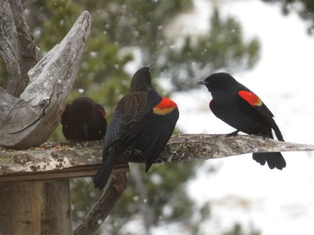 3 blackbirds b