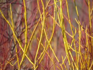 3. yellow twigs