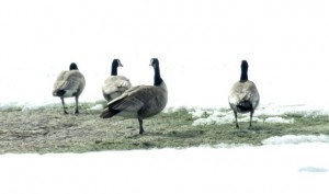 7 standing geese
