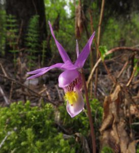 10 calypso orchid