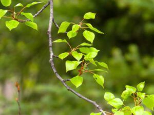 18 aspen leaves