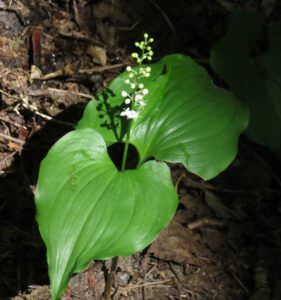 4 false lily of the valley