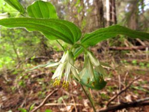 9 hooker's fairy bells