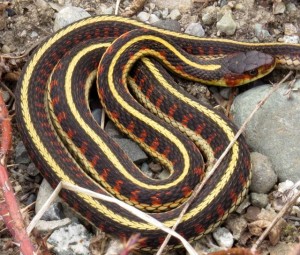 12 garter snake