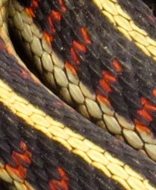 13 garter snake 3