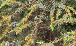 14 juniper flowers