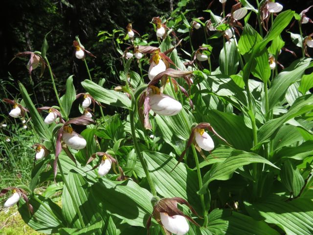 14 ladyslippers