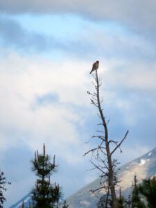 3. American kestrel