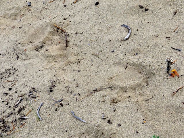7 bear tracks