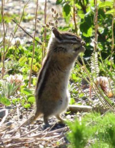 8 chipmunk