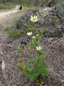 9 cutleaf fleabane