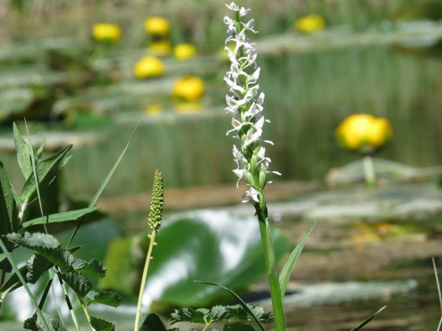 white bog orchid and pond lilies