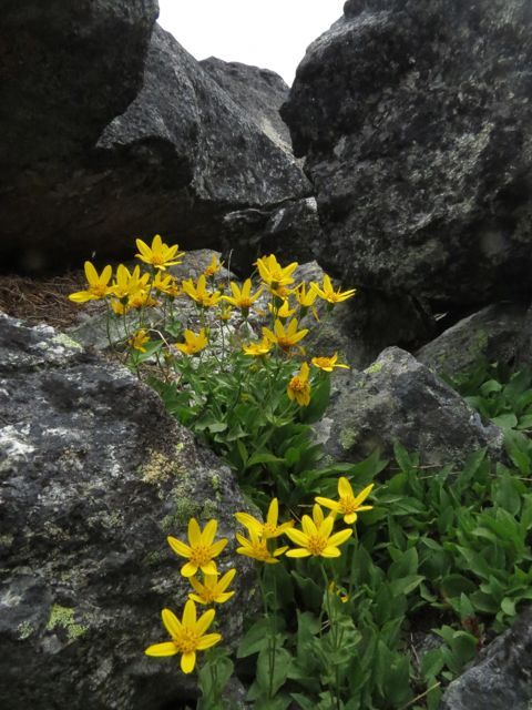 lambs'ears arnica