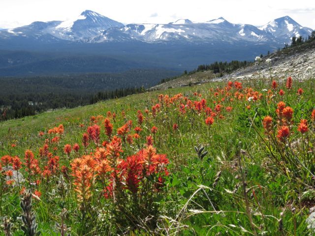 common red paintbrush