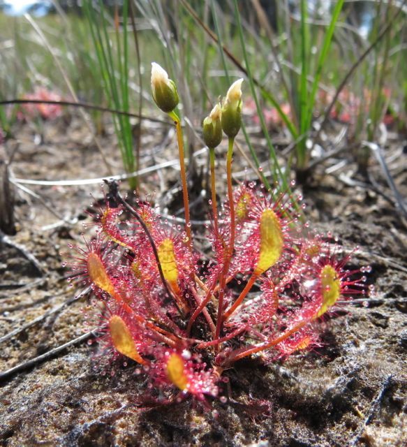 long-leaved sundew