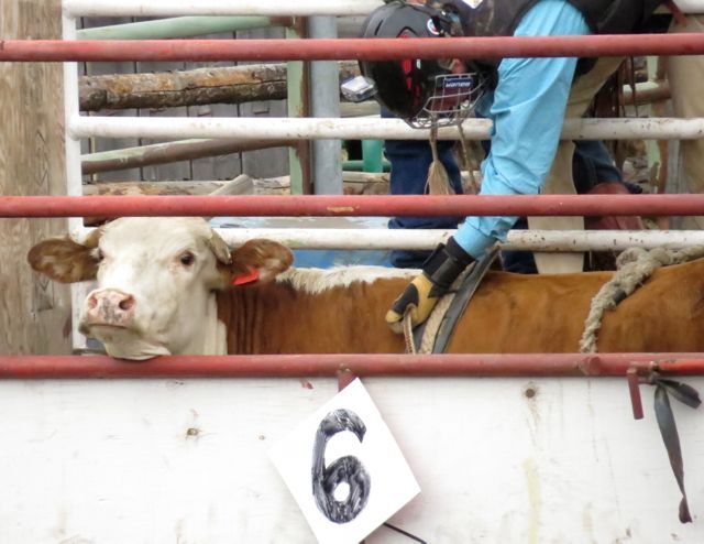 10a junior steer riding waiting