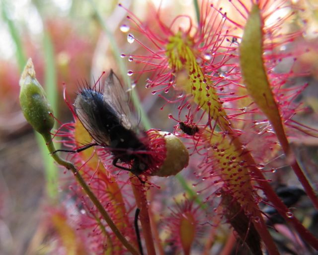 long-leaved sundew with fly