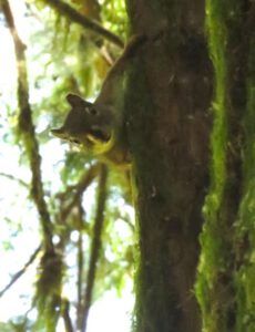 red squirrel on Walker Island