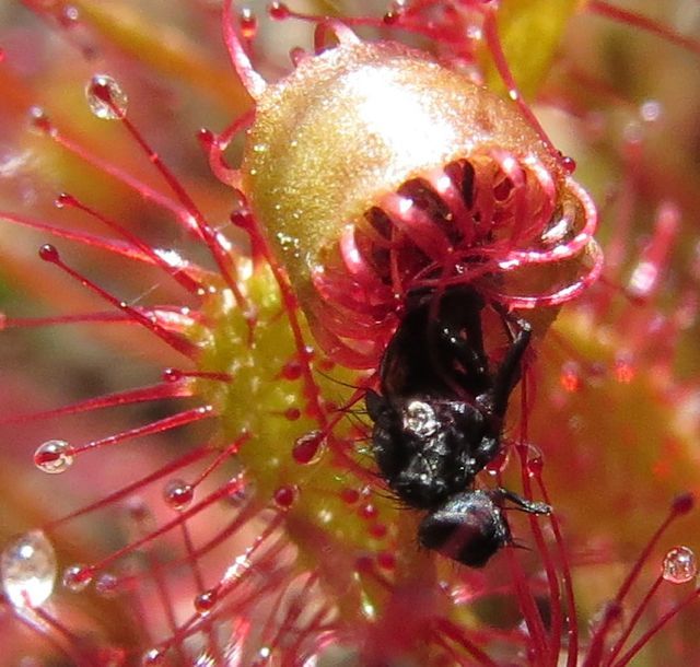 lonlong-leaved sundew with prey