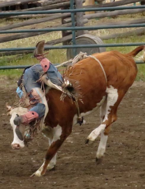 13 junior steer riding 3