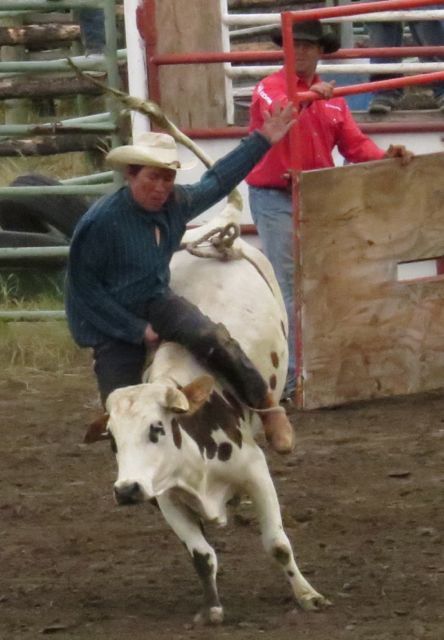 14a businessman's cow riding