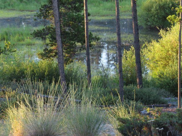 the pond at Ginty Creek