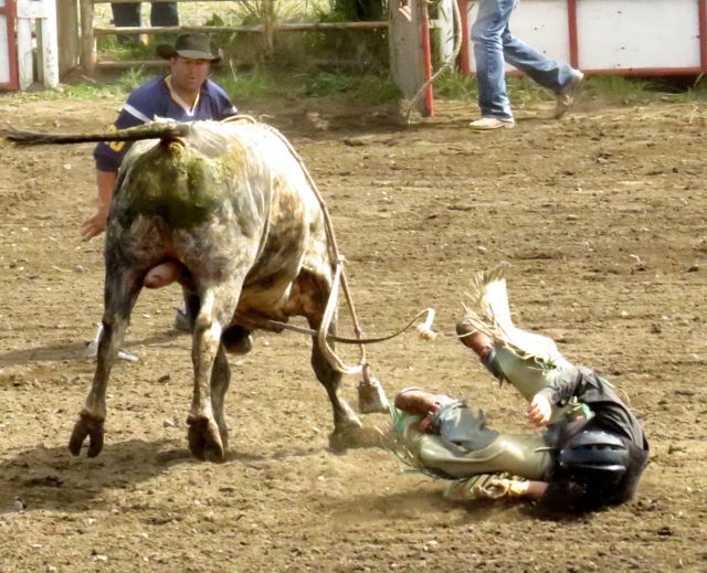23 bull another bites the dust
