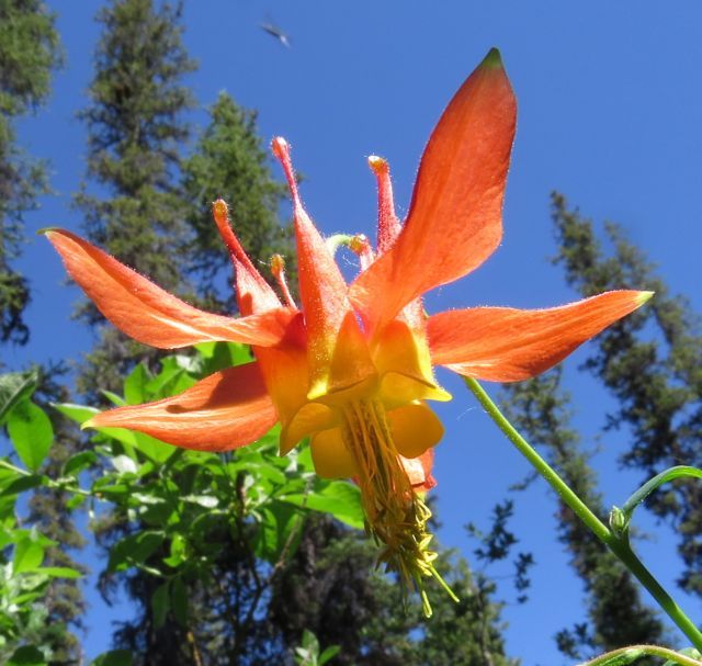 western red columbine