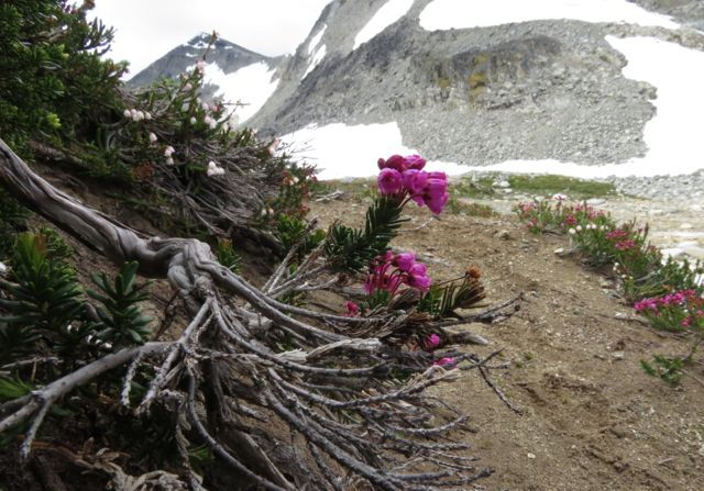 upper Gentian Valley