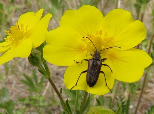 3 potentilla