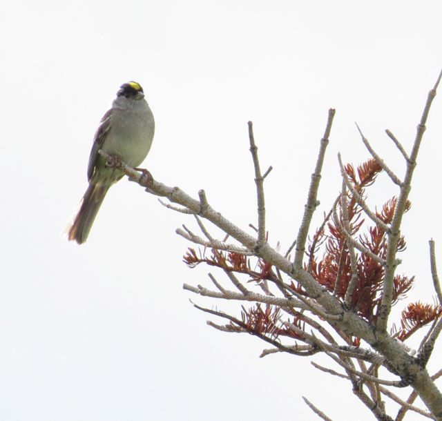 perched goldcrowned sparrow