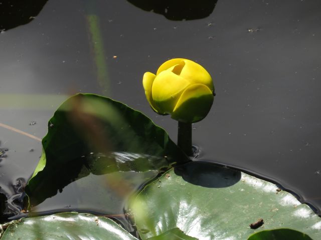 4 pond lily