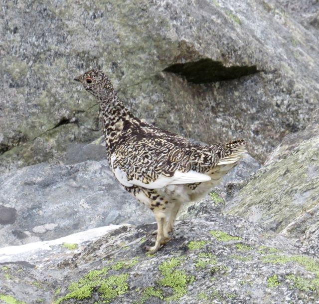 ptarmigan, white-tailed