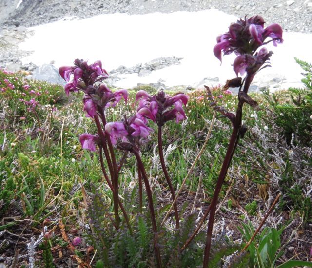 pedicularis ornithorincha