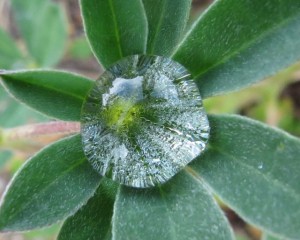 5 lupin leaf and water