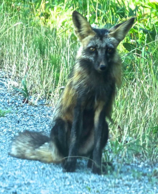 silver, red fox cross.