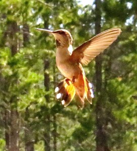 female rufous hummingbird.