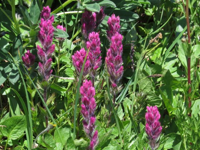 castilleja parviflora