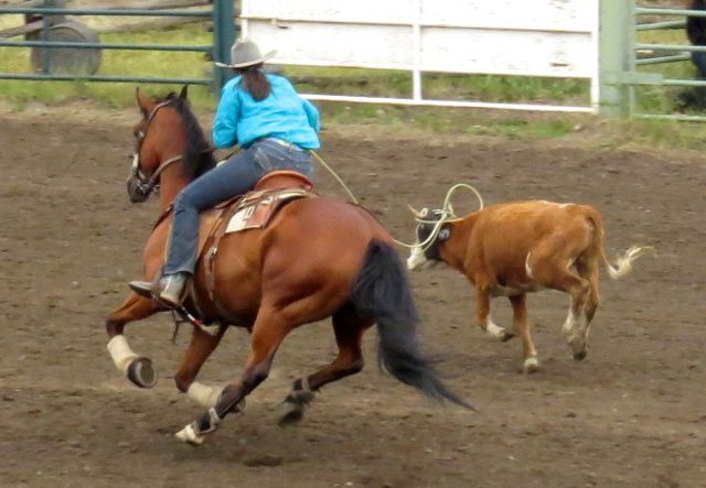 8 calf roping