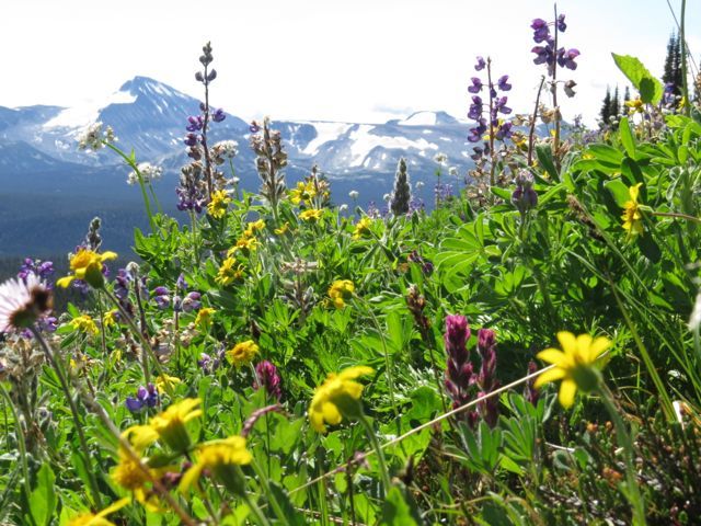 arnica and lupin